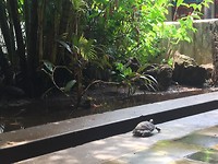 tortuga