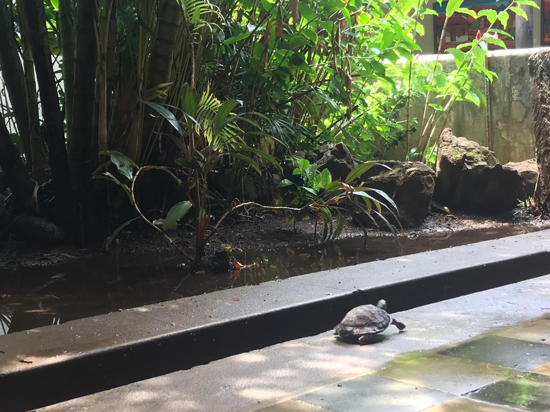 tortuga