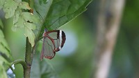 vlindermombacho