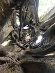 ficus binnenin