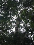 ficus peter