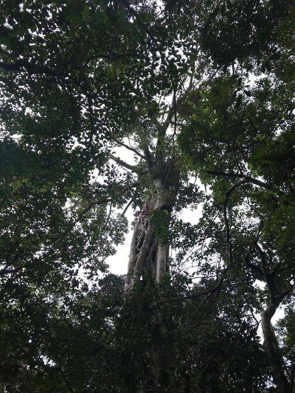 ficus peter