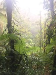monteverde jungle