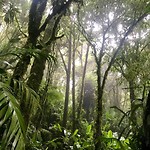 monteverde1