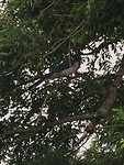 vogel