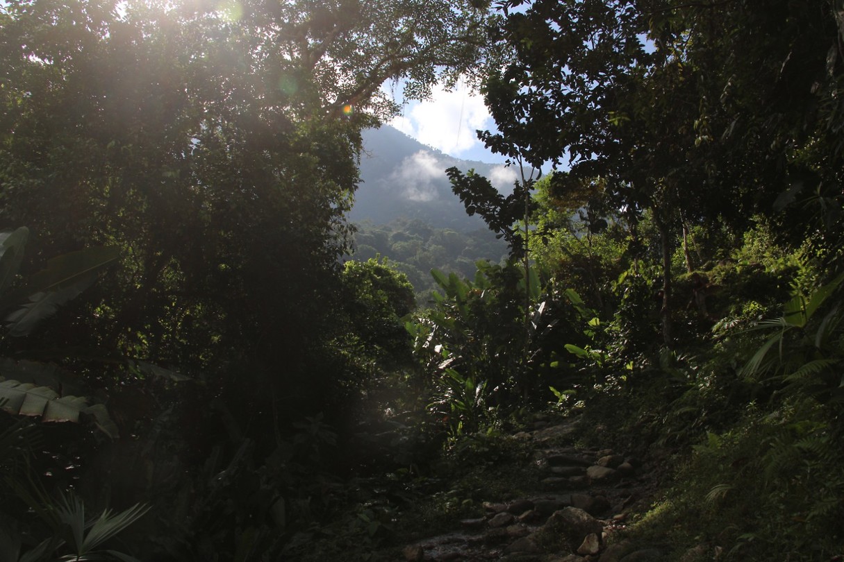 ciudadperdidajungle