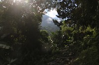 ciudadperdidajungle