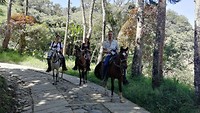 jardinpaard2