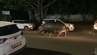 Hippo in Saint Lucia