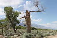 IMG_4771