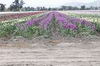 IMG_5003