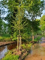 156. Onze boom