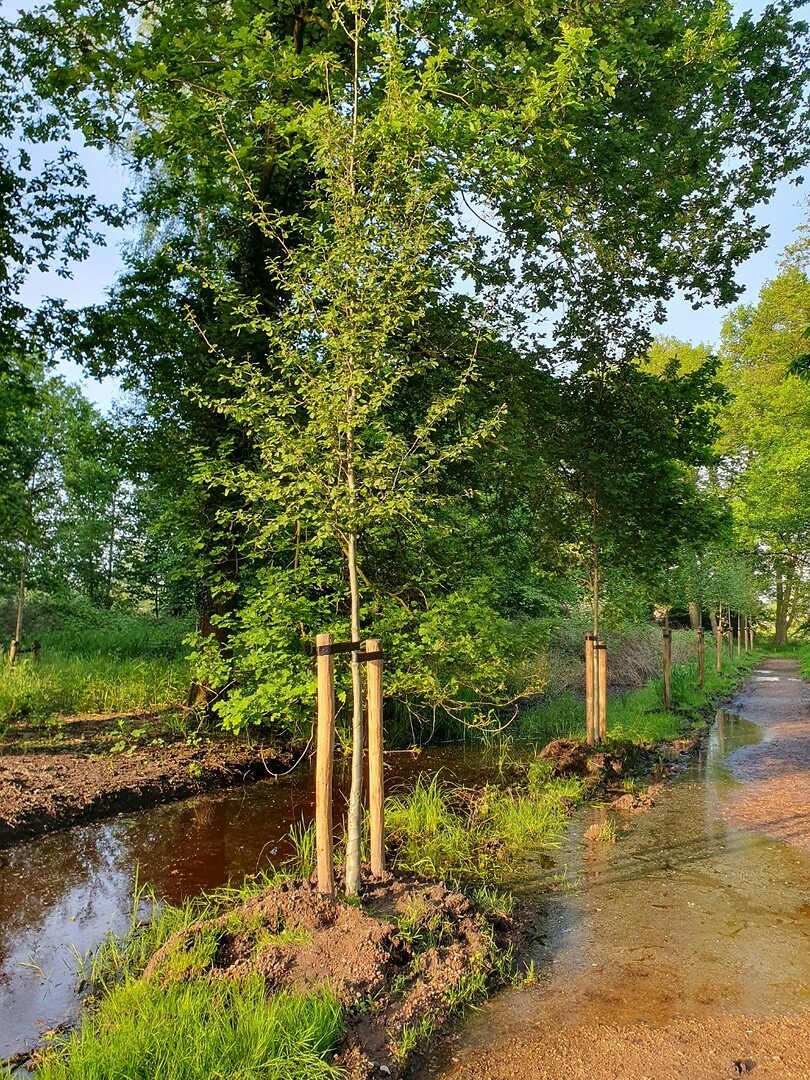 156. Onze boom