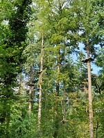 162. Klimbos