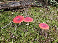230. Paddestoelen 1