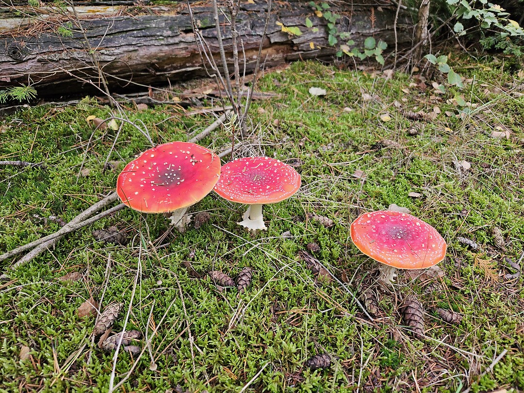 230. Paddestoelen 1