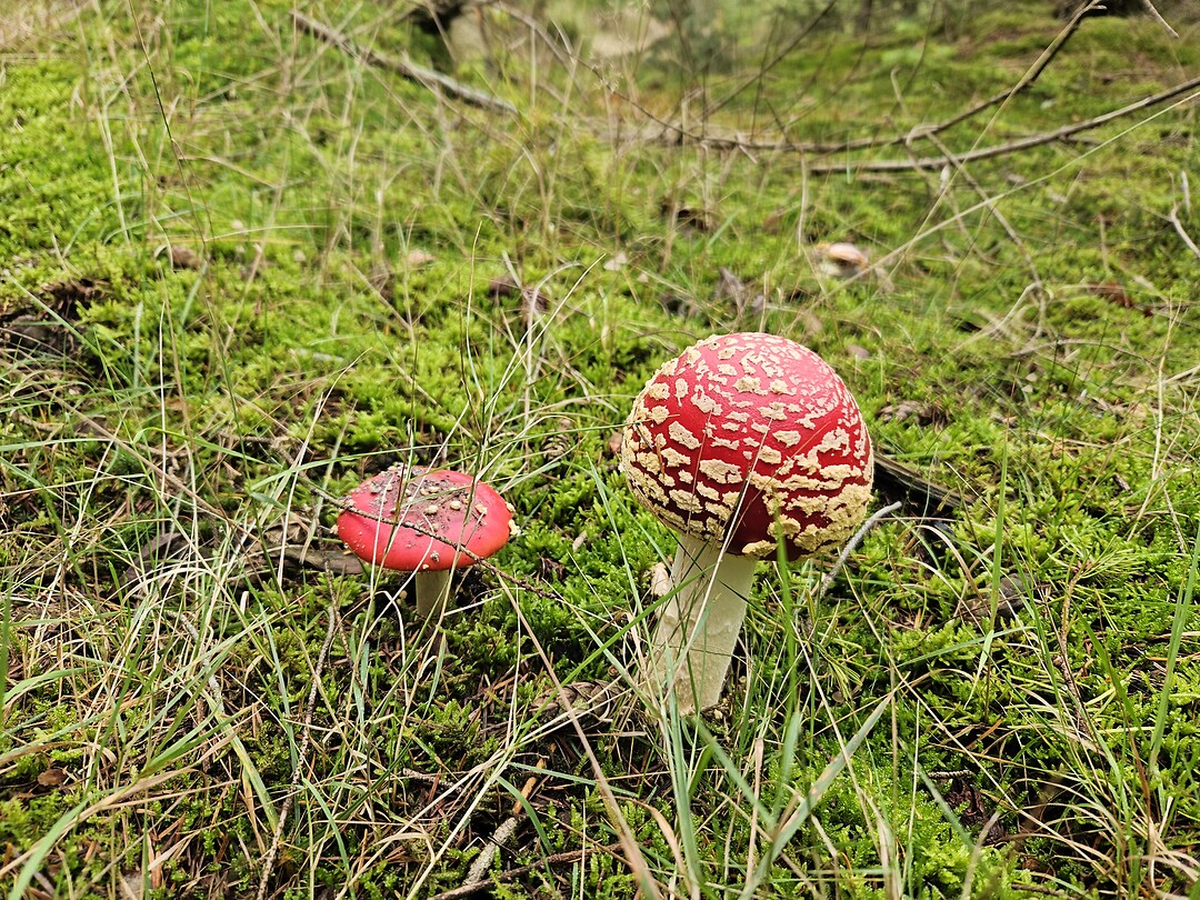 230. Paddestoelen 2