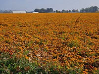 232. Oranje velden