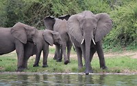 Olifant