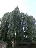 Treurbeuk