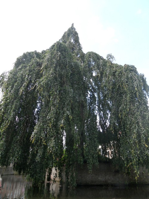 Treurbeuk