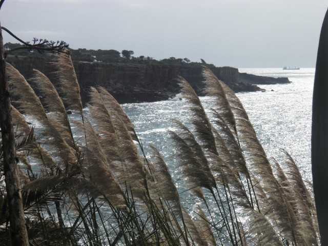 Zeehalmen