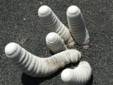 Cactus-tuin