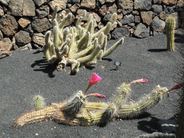Cactus-tuin