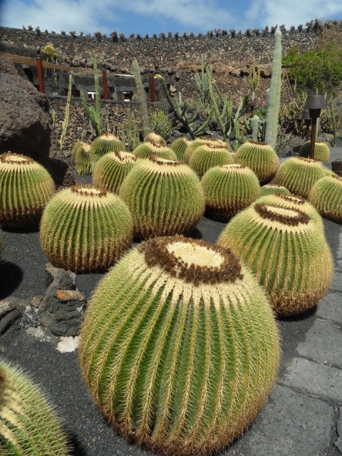 'Schoonmoeders kussens'
