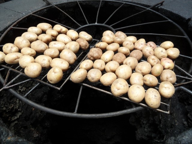Pappas arrugadas