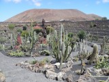 Cactussen op Lanzarote