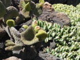 Cactussen op Lanzarote