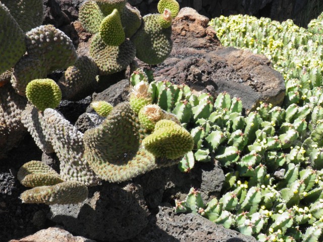 Cactussen op Lanzarote