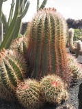 Kleintje cactus
