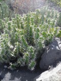 Cactussen op Lanzarote