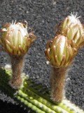 Drie is teveel