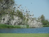 Aalscholvers in NH-duin