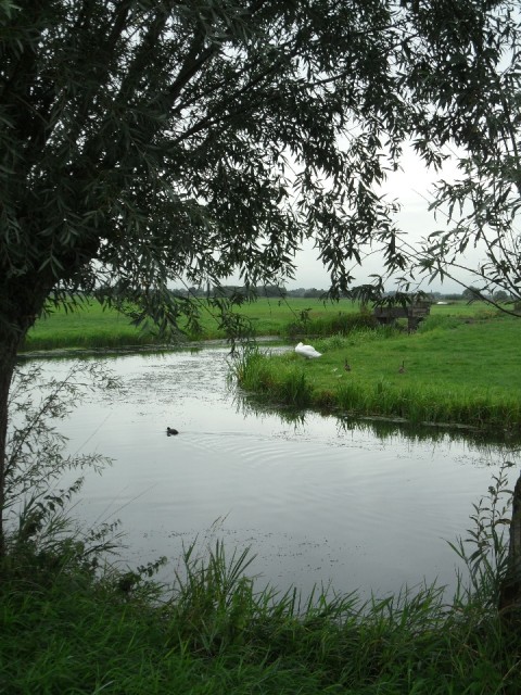 Groene hart