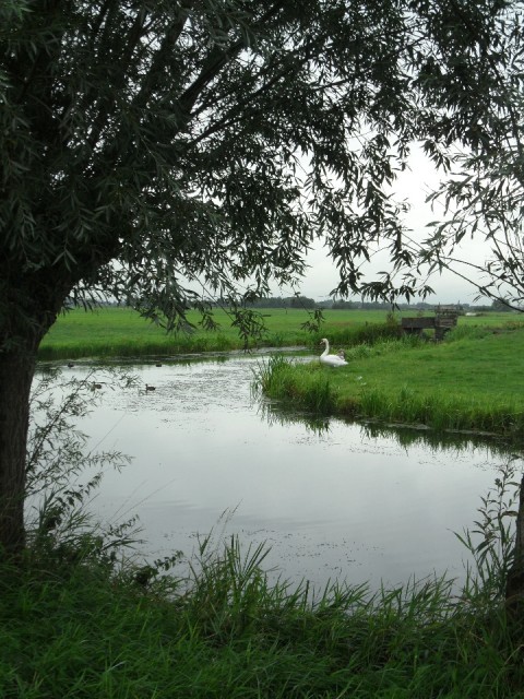 Groene hart