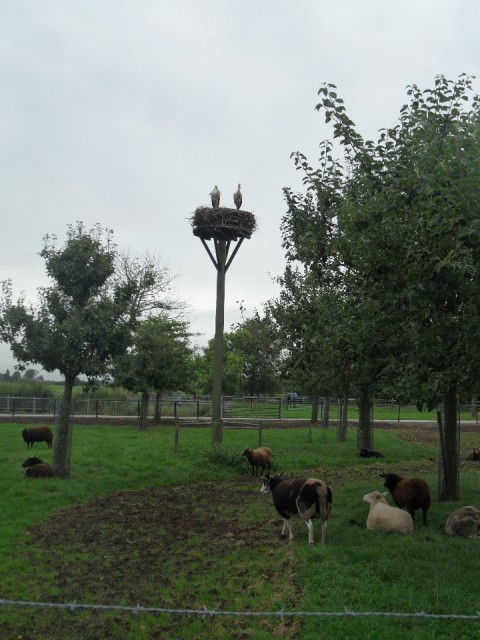 Kamerik