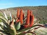 Fynbos?