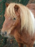 Pony bij terras Johanna's Hof