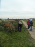 Duinroosbessen ...