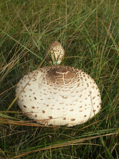 Padde-st-oel met st-ippen