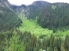 Groene avalanche?