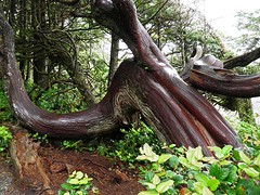 Creatief met hout