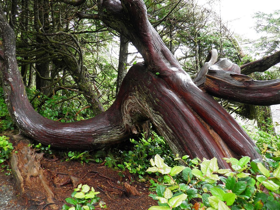 Creatief met hout