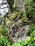 Weelderig begroeid