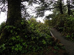 Donker bos