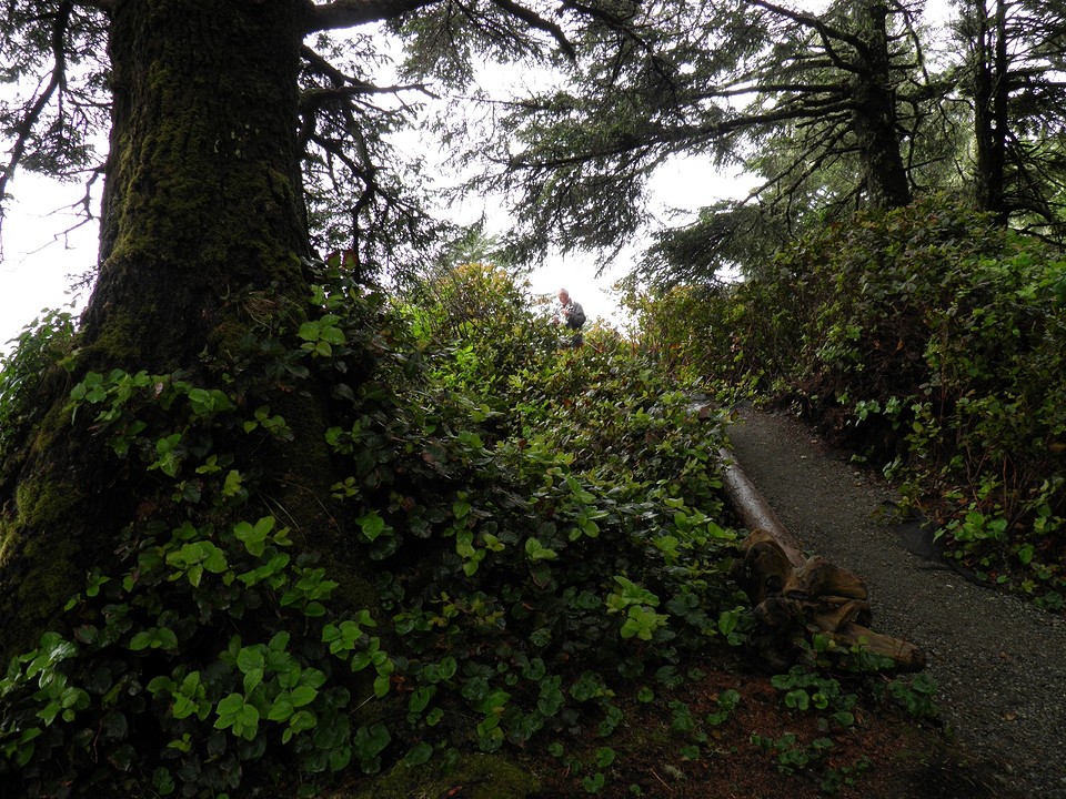 Donker bos